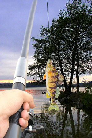 iFish