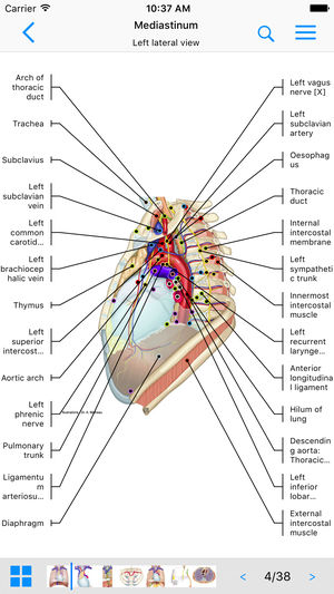 IMAIOS e-Anatomy