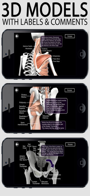 Learn Muscles : Anatomy Quiz & Reference