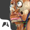 Pocket Anatomy