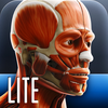 Anatomy In Motion - Shoulder Muscles Flashcards