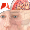 Pocket Brain - 交互式神经解剖学