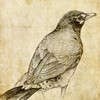 Sketch Master Pro - My Cartoon Photo Effects Filter & Pic Editor Booth
